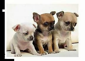 cucciolo di pincher chiwawa mini toy eccellentissimo inteligentissimo