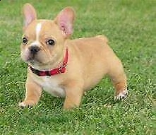 cediamo cucciolo di bull dog francese bellissimi inteligentissimi e velocissimi 