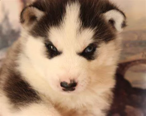 cucciolo di husky siberiano intrigantissimi perfettissimi 