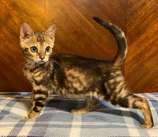gatitos de bengala f5 para adopción. | Foto 1
