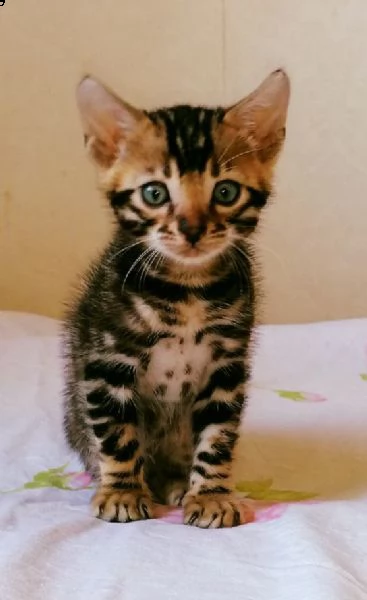 gatitos de bengala f5 para adopción. | Foto 0