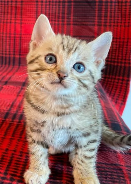 gatitos de bengala f5 para adopción.