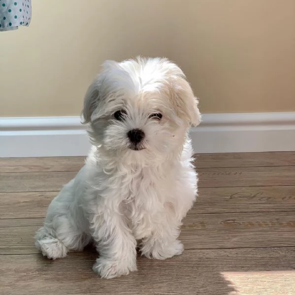 regalo maltese | Foto 0