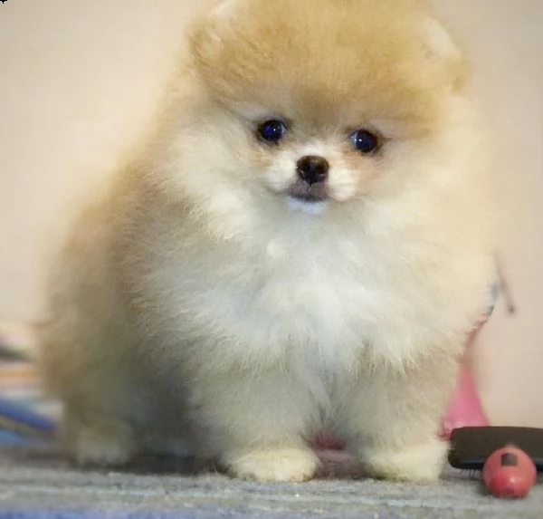 regalo maltese | Foto 0