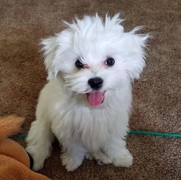 regalo maltese | Foto 0