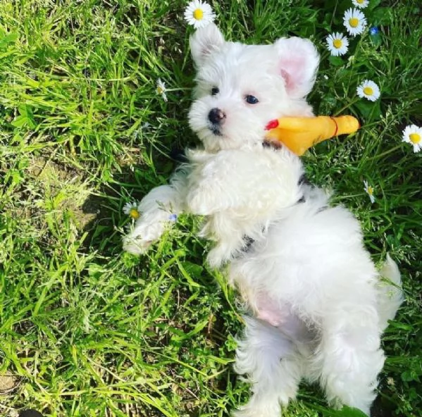  regalo maltese(()(((