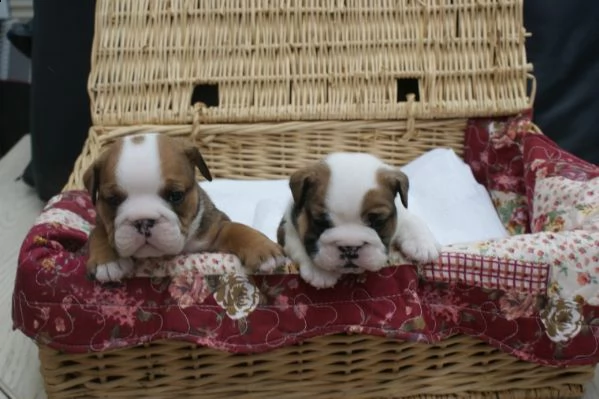 regalo bulldog inglese cuccioli disponibili