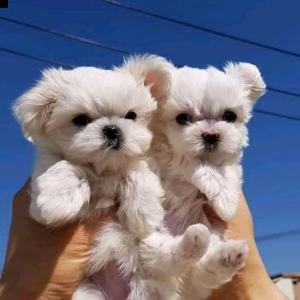 maltese mini toy