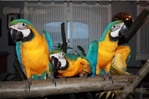 ara araruna papagalli