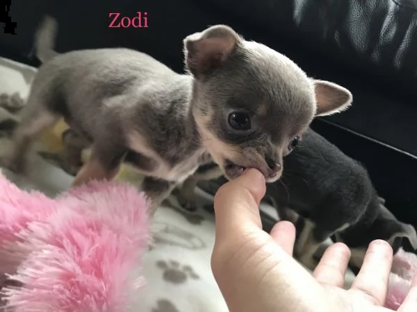 regalo cuccioli di chihuahua mini toy