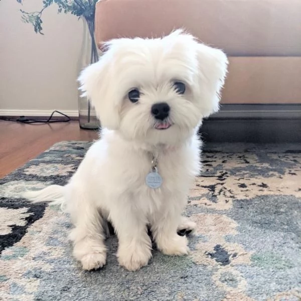 regalo maltese