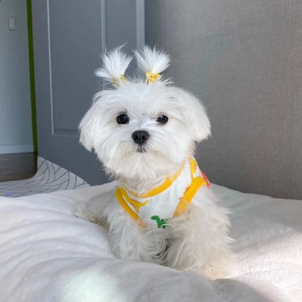 regalo maltese | Foto 0