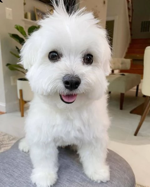 regalo maltese