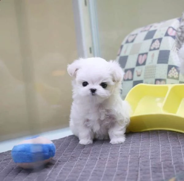piccoli cuccioli maltesi in adozione