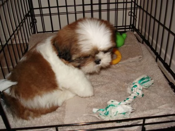  shih-tzu cuccioli bellissimi con pedigree | Foto 2