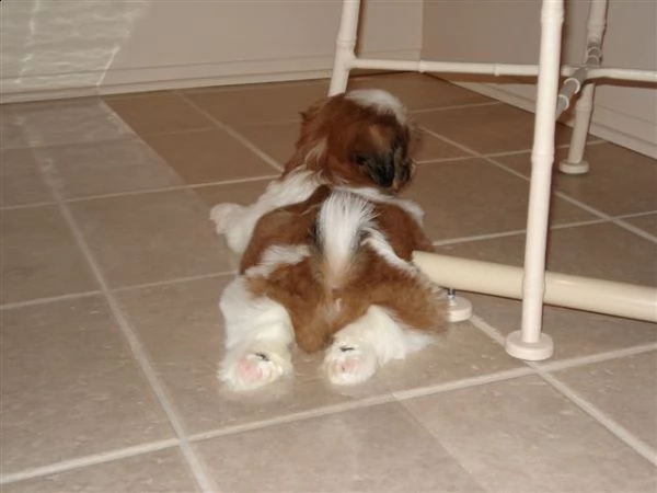  shih-tzu cuccioli bellissimi con pedigree | Foto 0