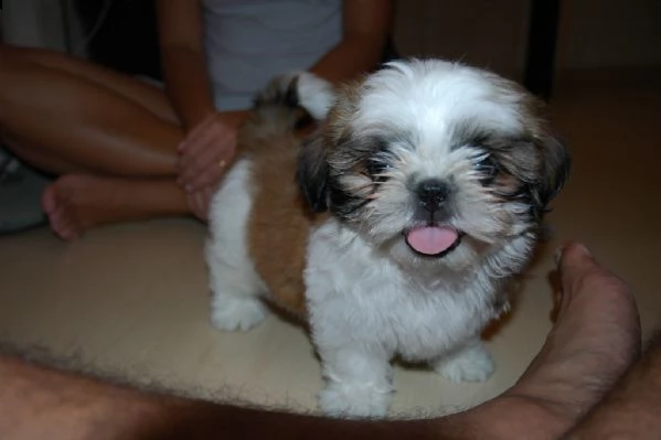  shih-tzu cuccioli bellissimi con pedigree