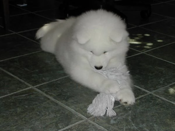 disponibili cuccioli di samoiedo maschio e femmina | Foto 2