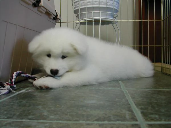 disponibili cuccioli di samoiedo maschio e femmina | Foto 1