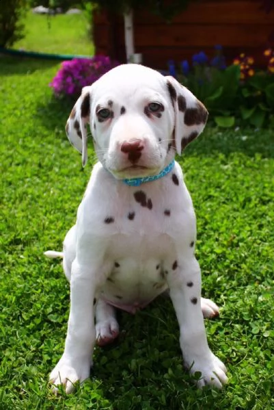 cucciolo di dalmata maschio e femmina | Foto 1