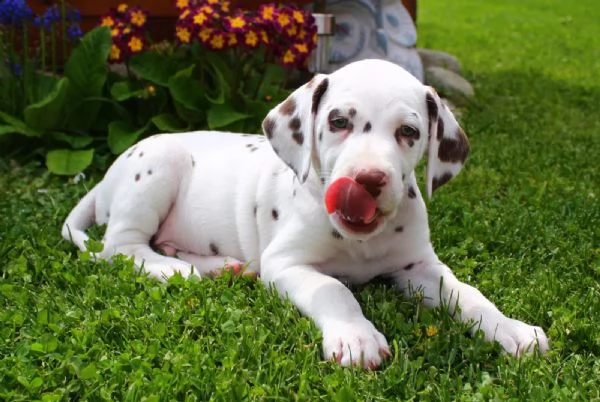 cucciolo di dalmata maschio e femmina | Foto 0