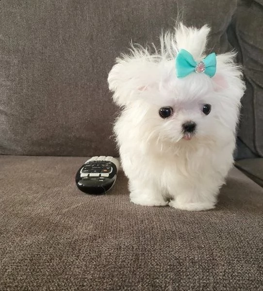 maltese toy gratis | Foto 0