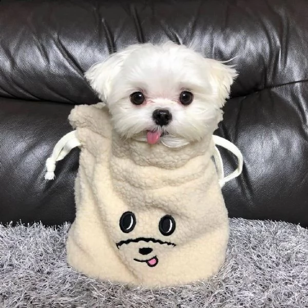 regalo maltese