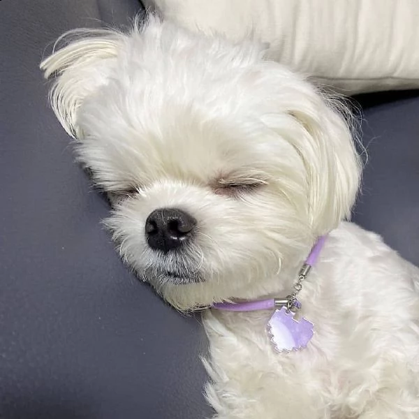 regalo maltese | Foto 0