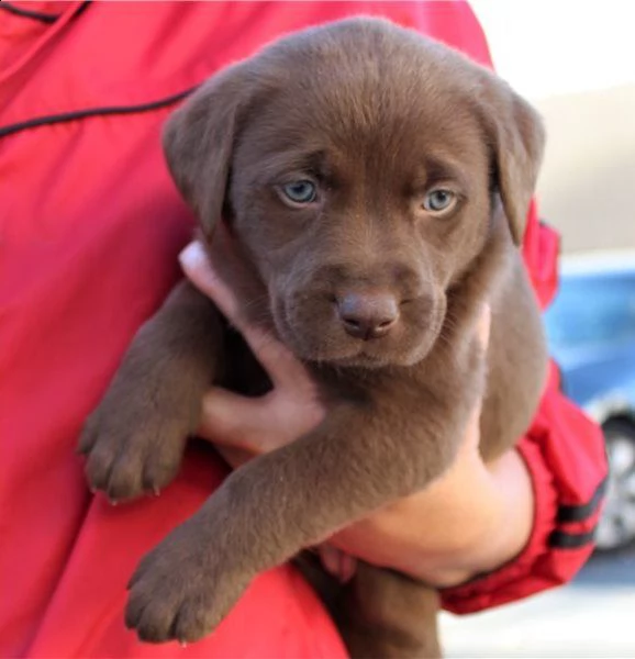cuccioli di labrador( cioccolato e nero)
