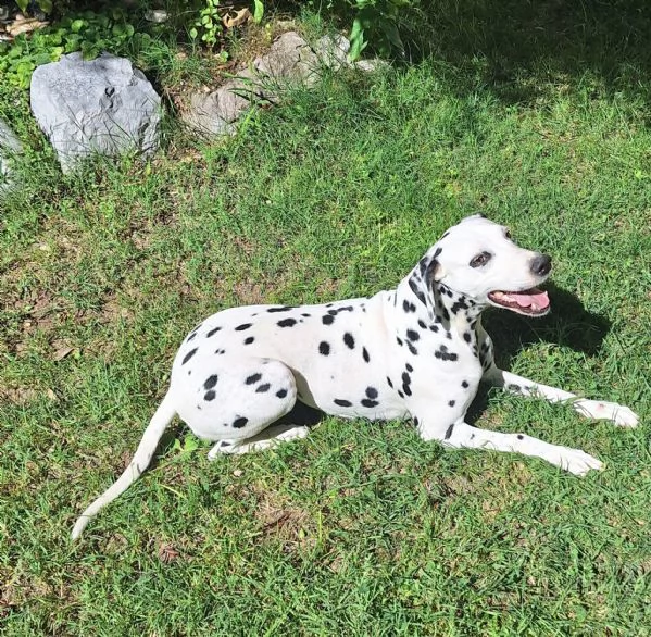 Cerco cane Dalmata maschio per accoppiamento - zona Ancona