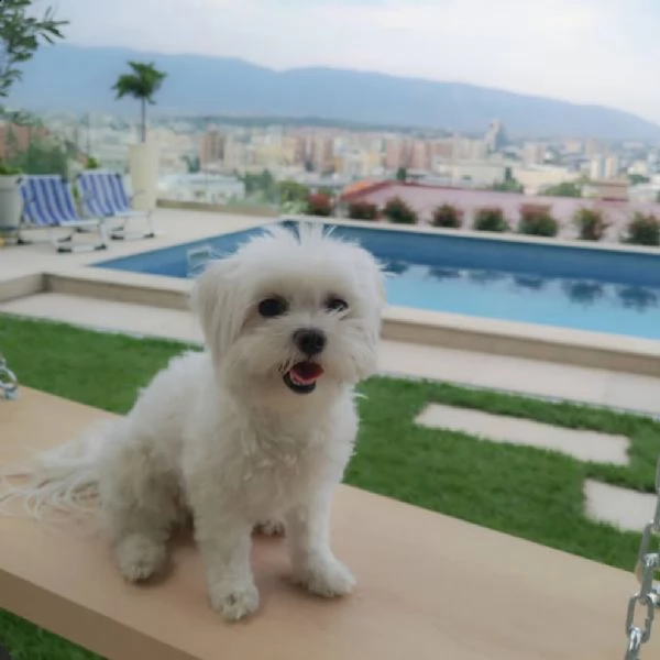 beaux chiots maltais