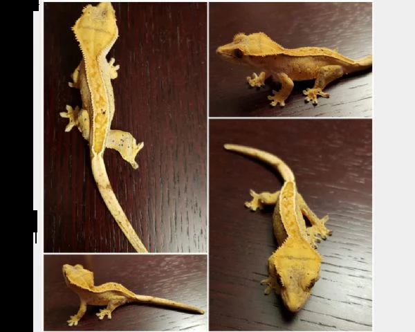 gechi ciliatus subadulti | Foto 1