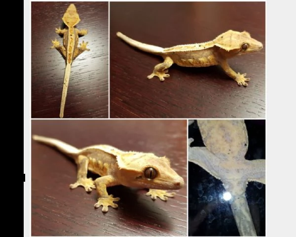 gechi ciliatus subadulti | Foto 0