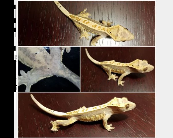 gechi ciliatus subadulti