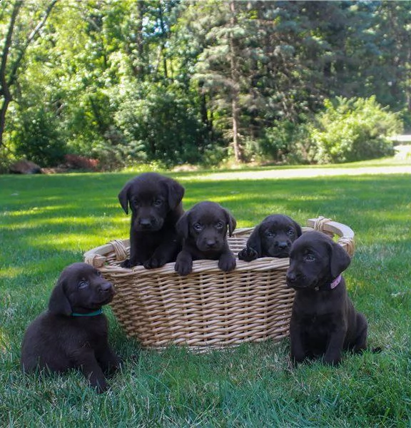 cuccioli di labrador ( cioccolato e nero)