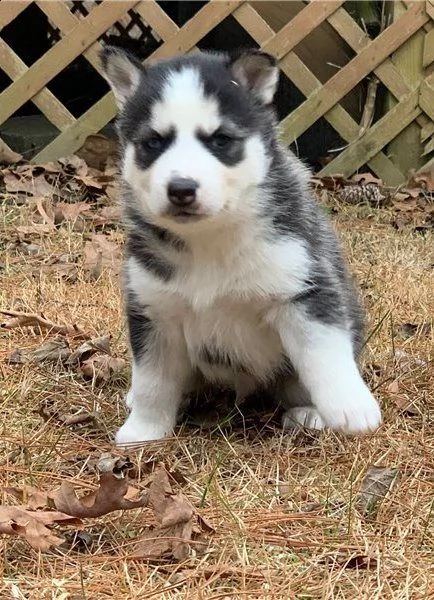 cuccioli di siberian husky