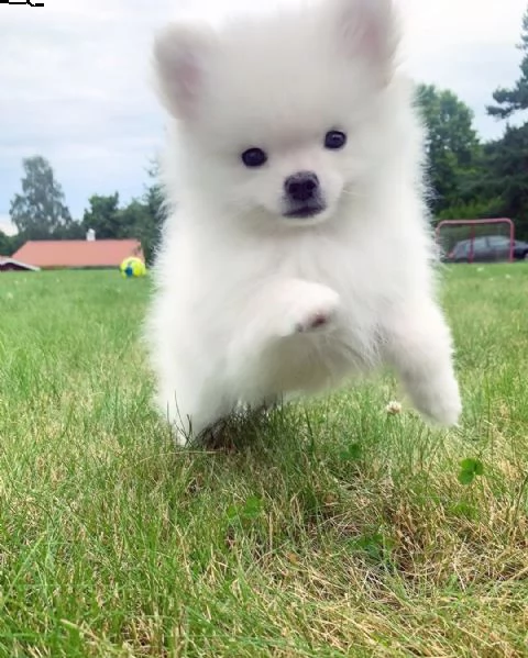 regalo maltese///////