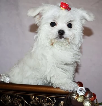 mini maltese gratis | Foto 1