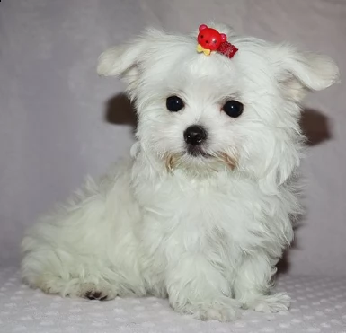 mini maltese gratis | Foto 0