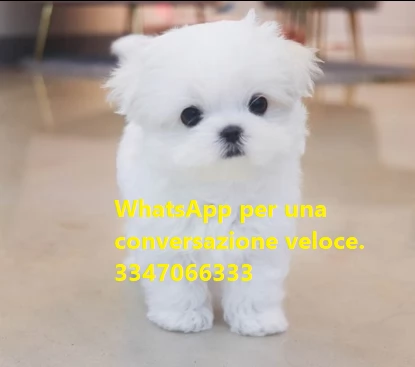 mini maltese gratis