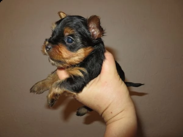 regalo cuccioli piccoli di yorkie toy