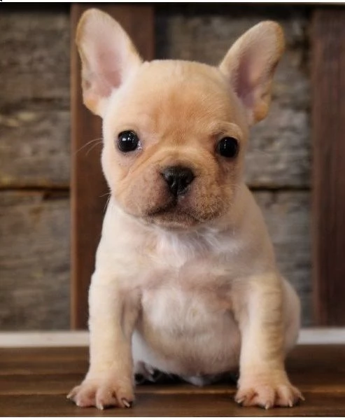 regalo maschio e femmina bouledogue francese con pedigree