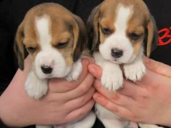 regalo cuccioli di beagle maschi che femmine nb,