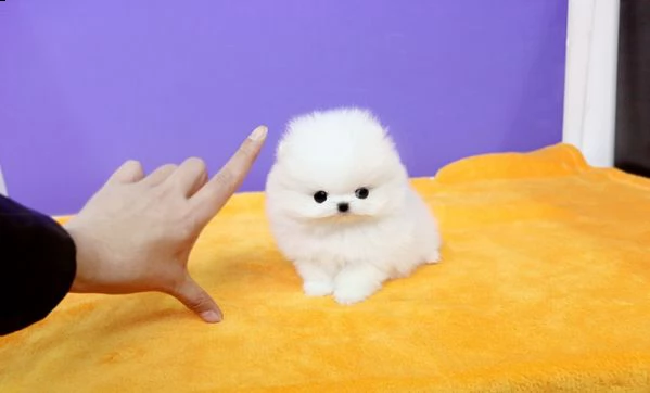 regalo cuccioli volpino della pomerania con pedigree