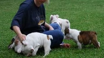 cucciolo di bulldog inglese