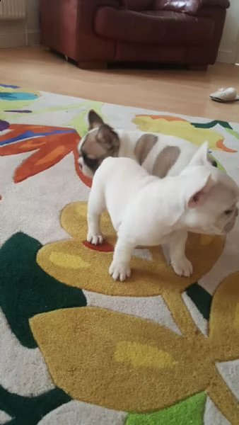 regalo....cucciolata di bouledogue francese