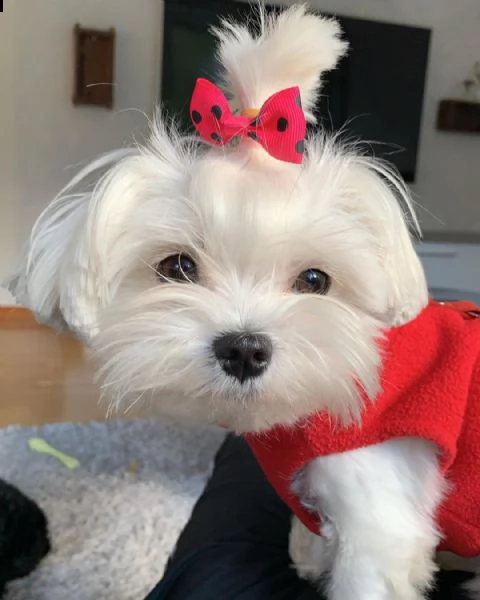 regalo maltese | Foto 0