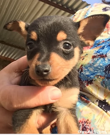 cuccioli di pincher mini 