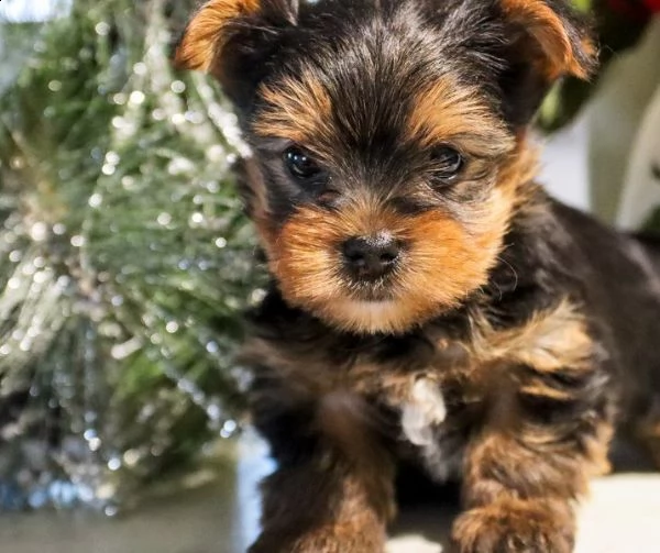 bellissimi cuccioli di yorkshire