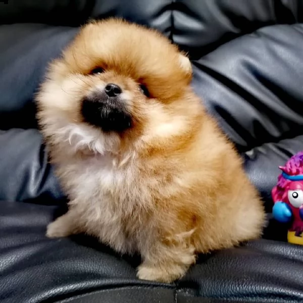 regalo maltese | Foto 0